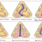 Classification & Types of Deviated Septums